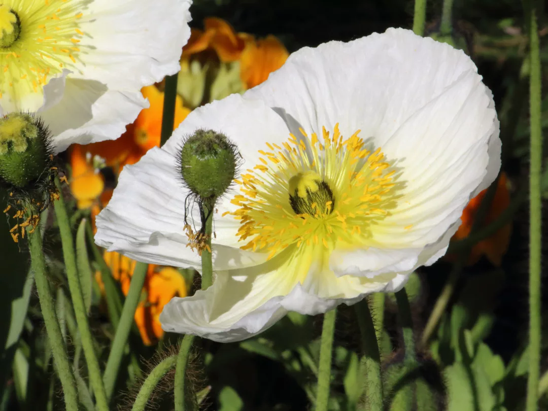 Défi avril 2026 : Une fleur